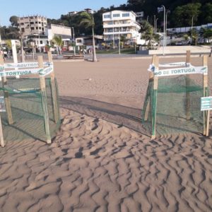 palmas 1 Inicia temporada 2019 de anidación de tortugas marinas en Playas Las Palmas en Esmeraldas