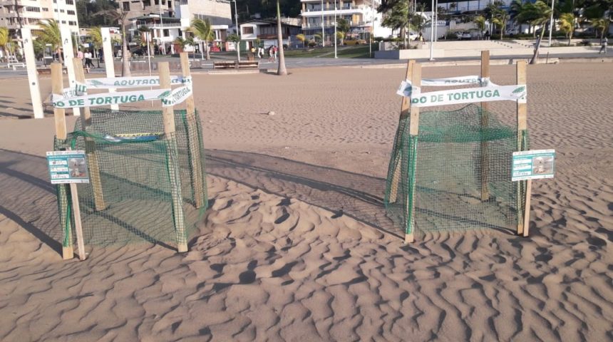 palmas 1 Inicia temporada 2019 de anidación de tortugas marinas en Playas Las Palmas en Esmeraldas