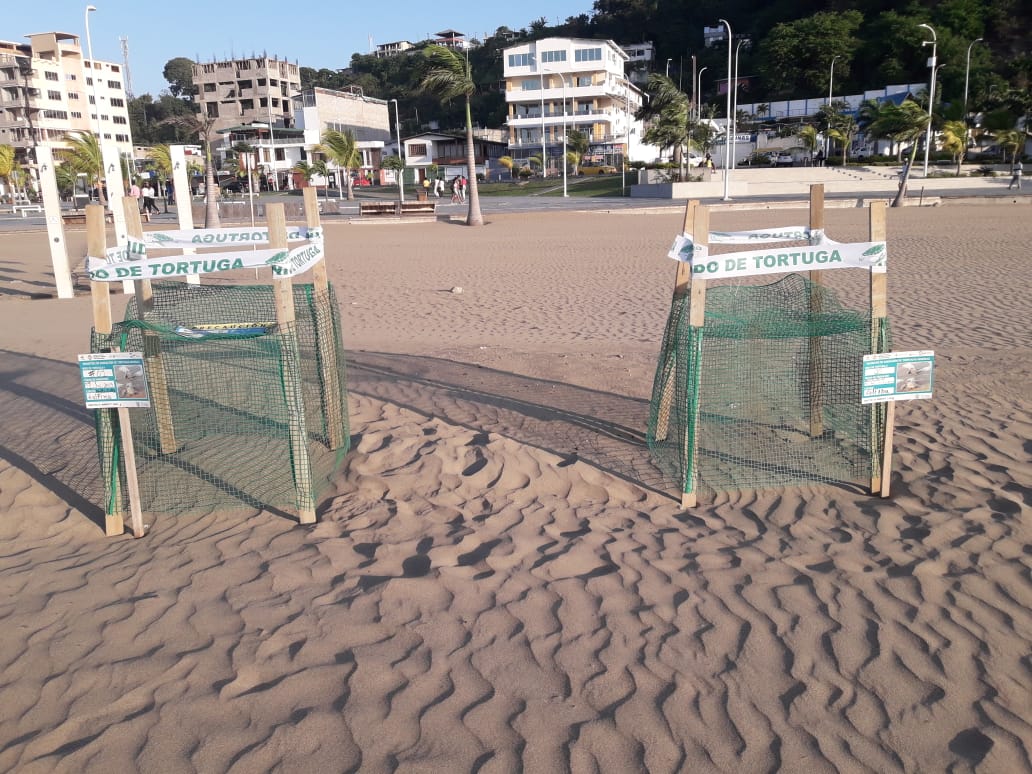 palmas 1