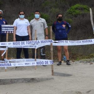 WhatsApp Image 2020-12-02 at 13.21.14 (4) CONFIRMAN HISTÓRICO ANIDAMIENTO DE TORTUGA LAUD EN LAS COSTAS DE MANABÍ