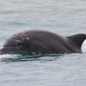 red2021-02-04 (102) LOS DELFINES COSTEROS CONECTAN ÁREAS MARINAS PROTEGIDAS DE MANABÍ Y SANTA ELENA