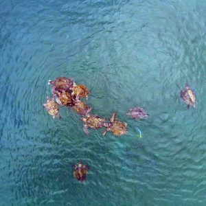 default ISLA DE LA PLATA: ÉXITOS EN LA PROTECCIÓN DE NIDOS DE TORTUGAS VERDES