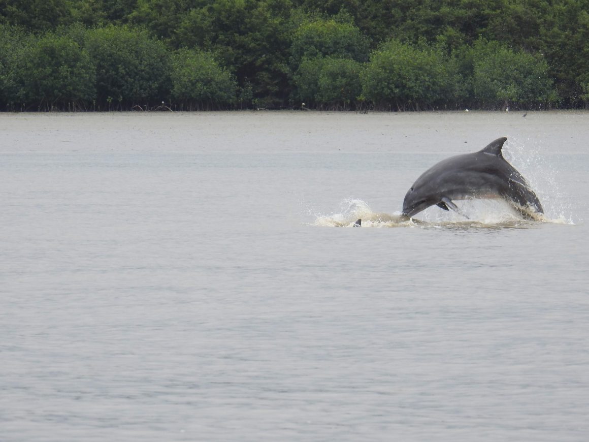 DSCN4598 CONTINUAMOS FORTALECIENDO LA VIGILANCIA Y LA PROTECCIÓN DE MANGLAR EN LAS ÁREAS DE CUSTODIA DE 6 DE JULIO Y NUEVO PORVENIR