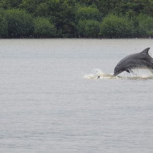 DSCN4598 CONTINUAMOS FORTALECIENDO LA VIGILANCIA Y LA PROTECCIÓN DE MANGLAR EN LAS ÁREAS DE CUSTODIA DE 6 DE JULIO Y NUEVO PORVENIR