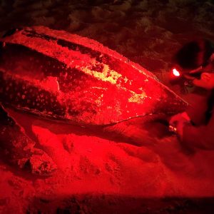 IMG-20240103-WA0016 TERCER NIDO DE TORTUGA LAUD PROTEGIDO POR LA RESERVA MARINA EL PELADO