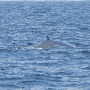 DSCN4260 CONTINUA EL MONITOREO DE BALLENAS Y DELFINES EN LA COSTA ECUATORIANA