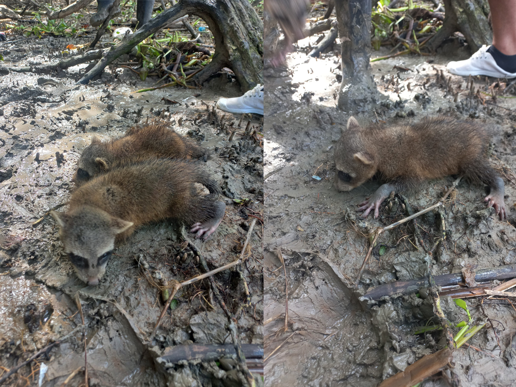ositos Custodios del manglar registran el avistamiento de dos cachorros de oso labrador en la plataforma EARTHRANGER.