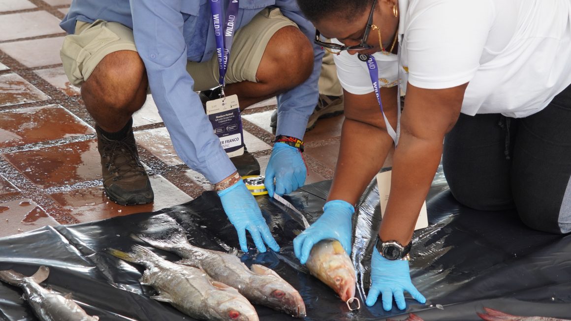 AUTORIDADES MARÍTIMAS Y AMBIENTALES DEL PAÍS PONEN EN PRÁCTICA, EN BUENAVENTURA, EL PROTOCOLO PARA ENFRENTAR LA PESCA ILEGAL.
