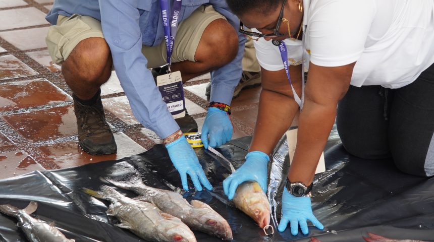 DSC00963 AUTORIDADES MARÍTIMAS Y AMBIENTALES DEL PAÍS PONEN EN PRÁCTICA, EN BUENAVENTURA, EL PROTOCOLO PARA ENFRENTAR LA PESCA ILEGAL.