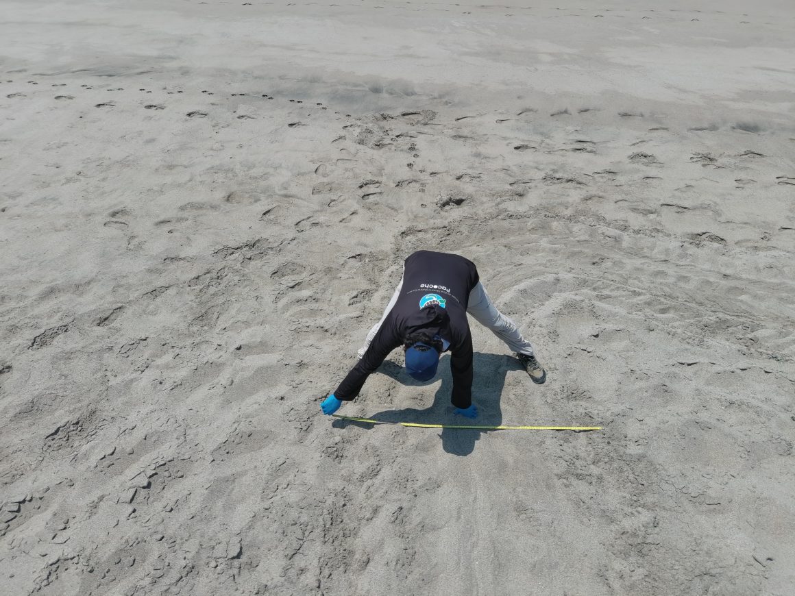default PACOCHE REGISTRA UN IMPORTANTE NIDO DE TORTUGA MARINA LAÚD, ESPECIE EN PELIGRO CRÍTICO