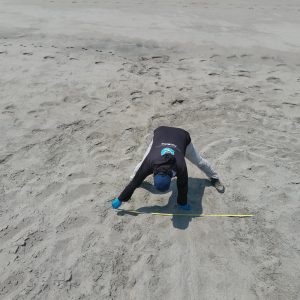 PACOCHE REGISTRA UN IMPORTANTE NIDO DE TORTUGA MARINA LAÚD, ESPECIE EN PELIGRO CRÍTICO