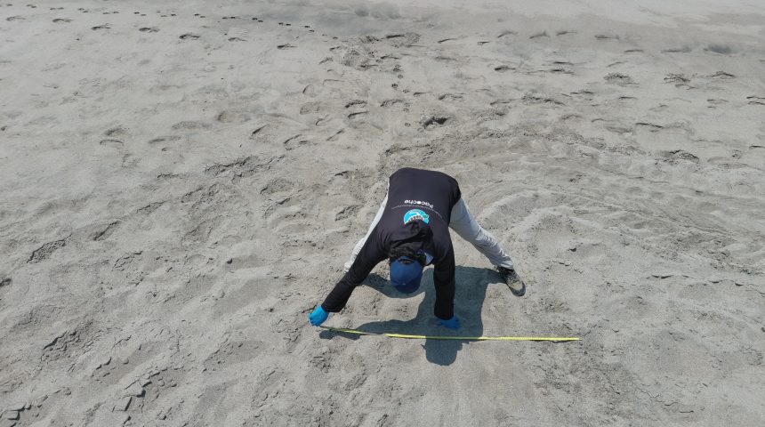 default PACOCHE REGISTRA UN IMPORTANTE NIDO DE TORTUGA MARINA LAÚD, ESPECIE EN PELIGRO CRÍTICO